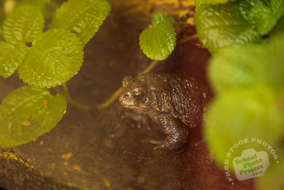 American toad, wild frog, free animal stock photo, free-download picture, royalty-free image