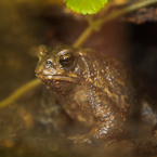 American toad, wild frog, free animal stock photo, free-download picture, royalty-free image