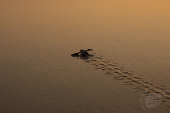 baby sea turtle, sea turtle picture, hatched egg, animal, photo, free photo, stock photos, free images, images for free, free stock graphics, photo stock image, royalty-free image, free download image