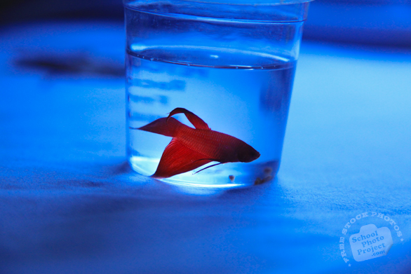 betta fish, pet fish, animal photo, free photo, stock photos, royalty-free image, free download image, stock images for free, stock photography images