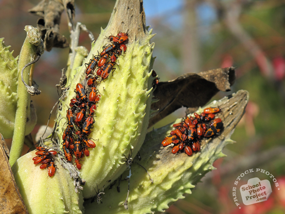 bug's colony, bugs, bug photo, insects, photo, free photo, stock photos, royalty-free image