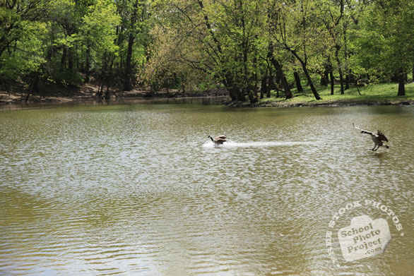 Canada goose, wild bird, free animal stock photo, royalty-free image