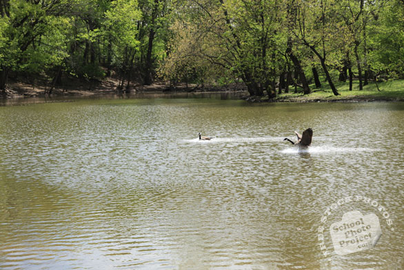Canada goose, wild bird, free animal stock photo, royalty-free image