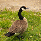 Canada goose, wild bird, free animal stock photo, royalty-free image