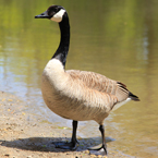 Canada goose, wild bird, free animal stock photo, royalty-free image