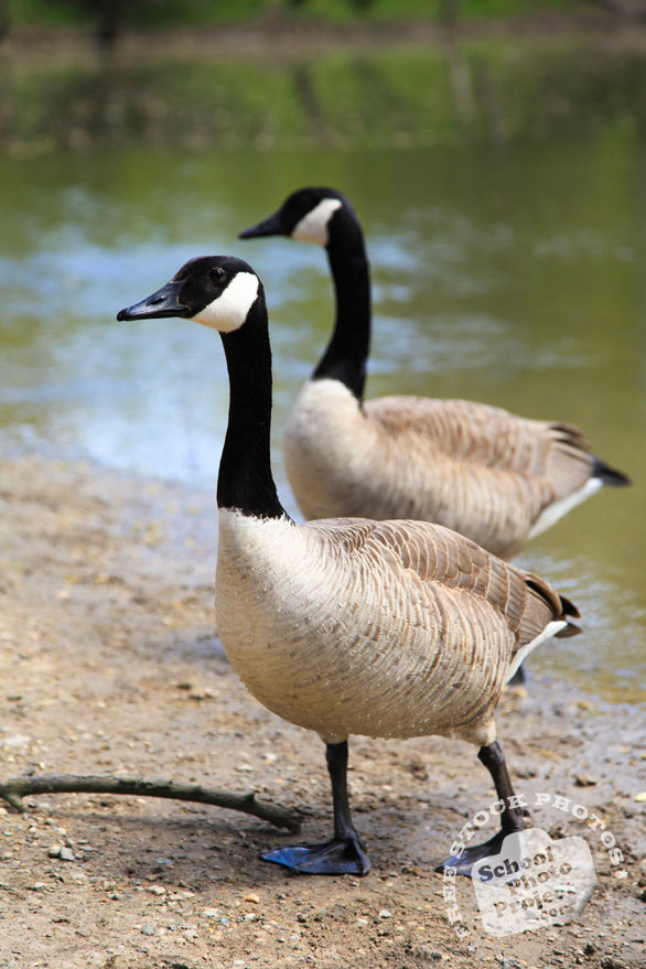 Canada goose, wild bird, free animal stock photo, royalty-free image