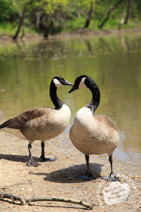 Canada goose, wild bird, free animal stock photo, royalty-free image