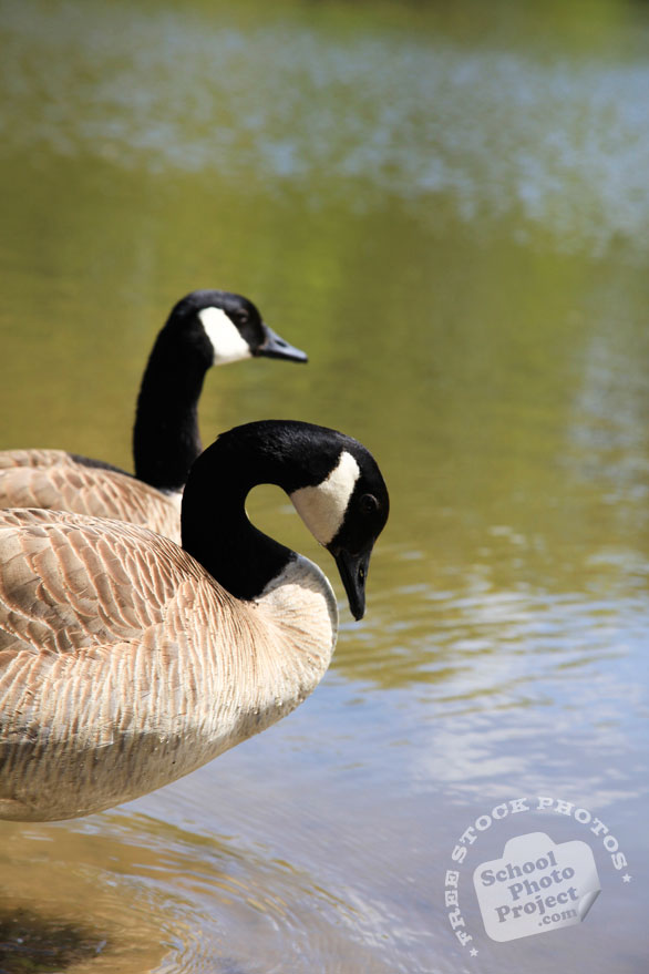 Canada goose, wild bird, free animal stock photo, royalty-free image