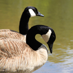Canada goose, wild bird, free animal stock photo, royalty-free image