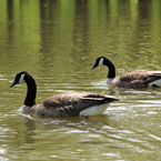 Canada goose, swimming goose, wild bird, free animal stock photo, royalty-free image