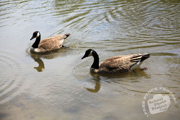 Canada goose, male female geese, swimming goose, wild bird, free animal stock photo, royalty-free image