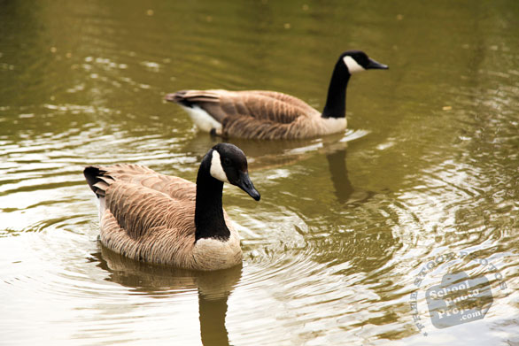 Canada goose, swimming goose, wild bird, free animal stock photo, royalty-free image