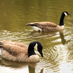 Canada goose, swimming goose, wild bird, free animal stock photo, royalty-free image