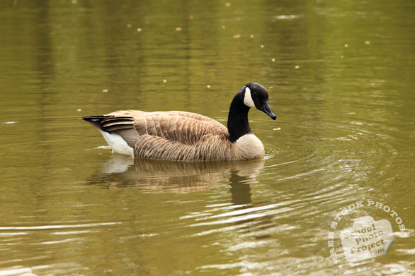 Canada goose, swimming goose, wild bird, free animal stock photo, royalty-free image