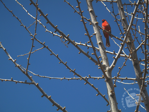 cardinal, cardinal bird photo, red cardinal, bird, animal, photo, free photo, stock photos, royalty-free image