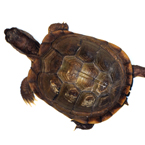 tortoise, turtle, pet turtle, pet, animal, photo, free photo, stock photos, royalty-free image