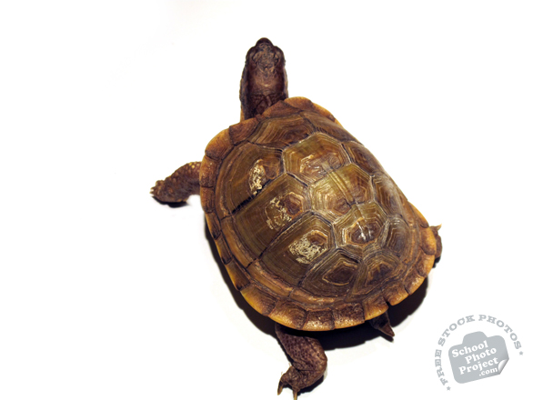 tortoise, turtle, turtle photo, pet turtle, pet, animal, photo, free photo, stock photos, royalty-free image