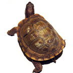 tortoise, turtle, pet turtle, pet, animal, photo, free photo, stock photos, royalty-free image