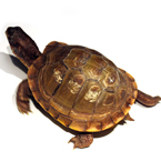 tortoise, turtle, pet turtle, pet, animal, photo, free photo, stock photos, royalty-free image