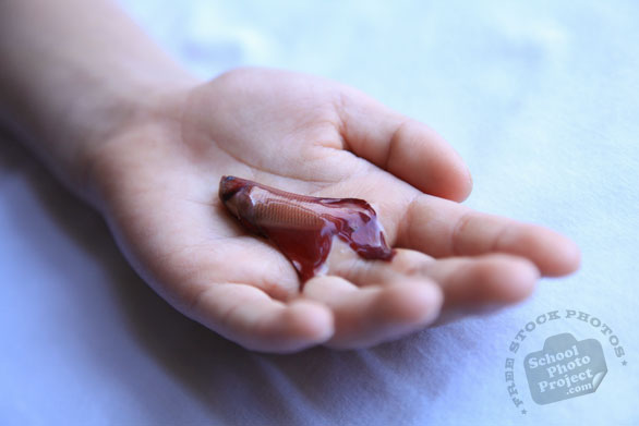 betta fish, dead fish, free animal stock photo, royalty-free image