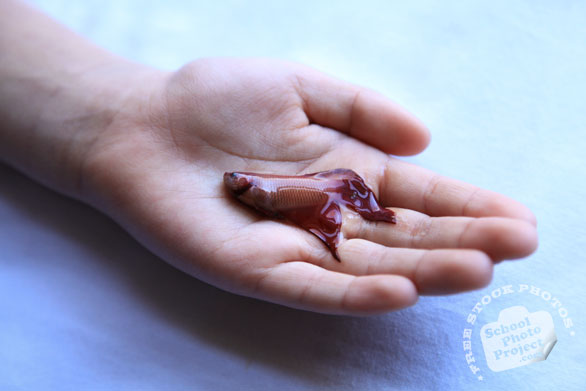 betta fish, dead fish, free animal stock photo, royalty-free image