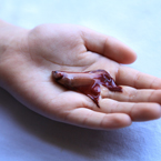 betta fish, dead fish, free animal stock photo, royalty-free image