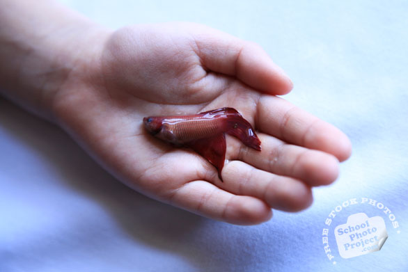 betta fish, pet fish, dead betta, free animal stock photo, royalty-free image