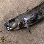 eel, dead eel, eel photo, fish, dead fish picture, carcase, animal photo, free photo, stock photos, royalty-free image, free download image, stock images for free, stock photography images