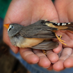 finch, dead finch, zebra finch, finch photo, dead finch picture, bird, dead bird, animal, photo, free photo, stock photos, free images, images for free, free stock graphics, photo stock image, royalty-free image, free download image