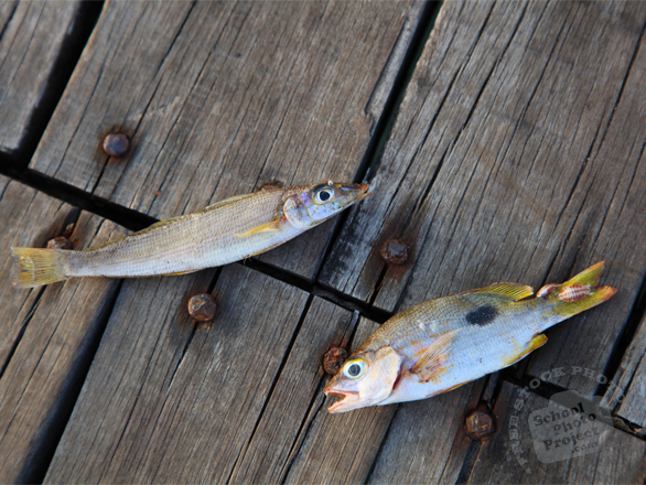 fish, dead fish, seafood, salt water fish, animal, free photo, free images, stock photos, images for free, free stock graphics, photo stock image, royalty-free image, free download image