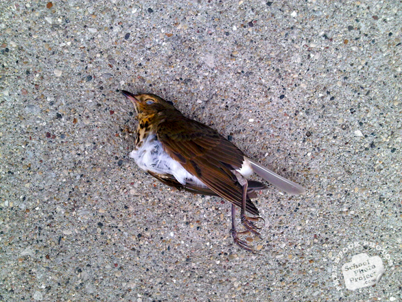 sparrow, dead sparrow, sparrow photo, bird, dead bird picture, carcase, animal photo, free photo, stock photos, royalty-free image, free download image, stock images for free, stock photography images