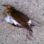 sparrow, dead sparrow, sparrow photo, bird, dead bird picture, carcase, animal photo, free photo, stock photos, royalty-free image, free download image, stock images for free, stock photography images