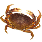 dungeness crab, crab, crab photo, fish, seafood, animal, photo, free photo, stock photos, royalty-free image