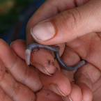 worm, earthworm, bait, animal, photo, free photo, stock photos, royalty-free image