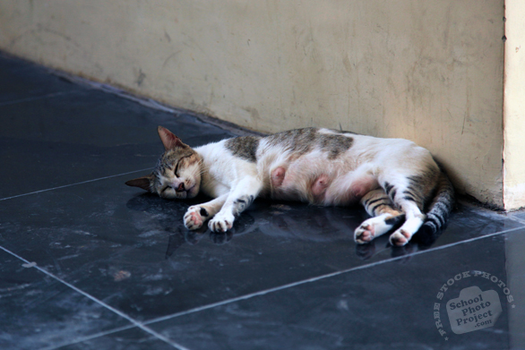 cat, feline, felis, domestic cat, feral cat, stray cat, sleeping cat, mammal, cat photo, cat picture, cat images, animal photo, free photo, stock photos, royalty-free image, free download image, stock images for free, stock photography images