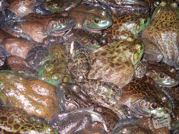 frog, army of frogs, toads, frog photo, amphibian picture, animal images, free photo, stock photos, royalty-free image, free download image, stock images for free, stock photography images, royalty free stock