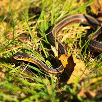 garden snake, snake, wild snake, free animal stock photo, royalty-free image