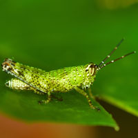 grasshopper,insect, macro photography, free photo, stock photo, free picture, royalty-free image