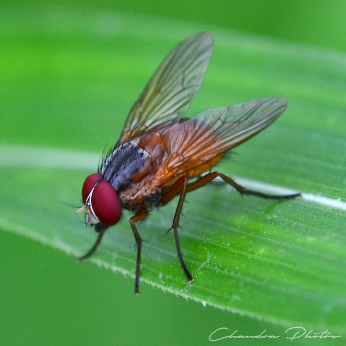 fly, housefly, house fly, fly rests on leaf, pest insect, macro photography, green leaves, free insect stock photo, royalty-free image, Chandra Photos