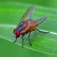 housefly, insect, macro photography, free photo, stock photo, free picture, royalty-free image