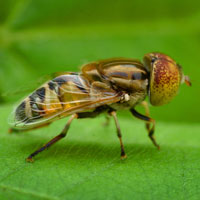hoverfly, insect, macro photography, free photo, stock photo, free picture, royalty-free image