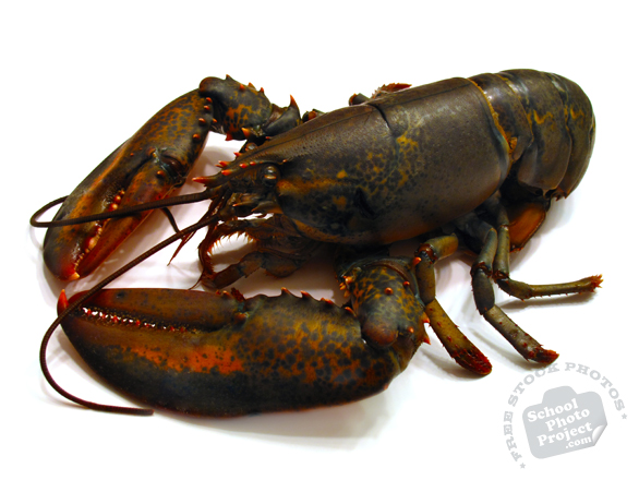 lobster, crab, lobster photo, fish, seafood, animal, photo, free photo, stock photos, royalty-free image