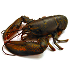 lobster, crab, lobster photo, fish, seafood, animal, photo, free photo, stock photos, royalty-free image