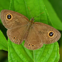 moth, insect, macro photography, free photo, stock photo, free picture, royalty-free image