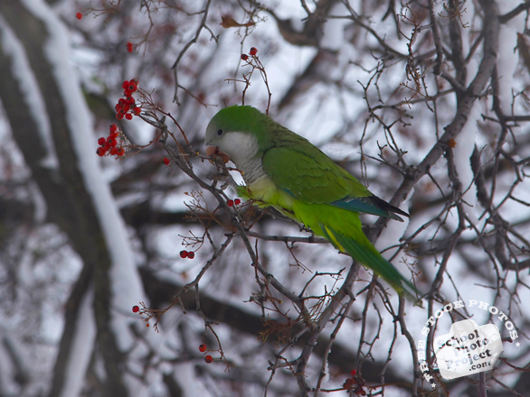 monk parakeet, parakeet, parakeet photo, green parakeet, bird, bird photo, green parakeet, wild bird, photo, free photo, stock photos, royalty-free image