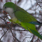 monk parakeet, parakeet, parakeet photo, green parakeet, bird, bird photo, green parakeet, wild bird, photo, free photo, stock photos, royalty-free image