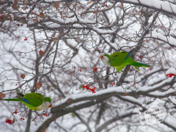 monk parakeet, parakeet, parakeet photo, green parakeet, bird, bird photo, green parakeet, wild bird, photo, free photo, stock photos, royalty-free image