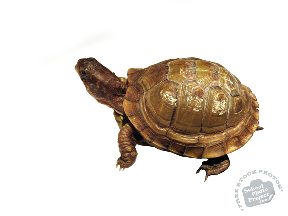 tortoise, turtle, turtle photo, pet turtle, pet, animal, photo, free photo, stock photos, royalty-free image