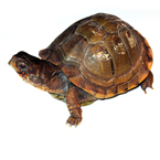 tortoise, turtle, pet turtle, pet, animal, photo, free photo, stock photos, royalty-free image