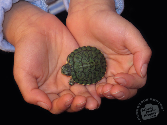 turtle, turtle photo, red-eared slider turtle, pet turtle, pet, animal, photo, free photo, stock photos, royalty-free image